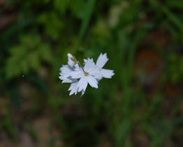 2007-04-30_22  Woodland Star TN.jpg - 21858 Bytes
